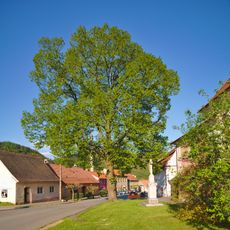 Lípa velkolistá v Nedvědici u kostela