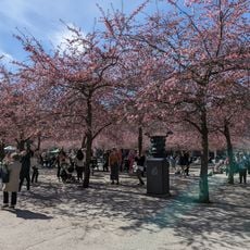Kungsträdgården