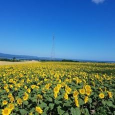 朝日ケ丘公園