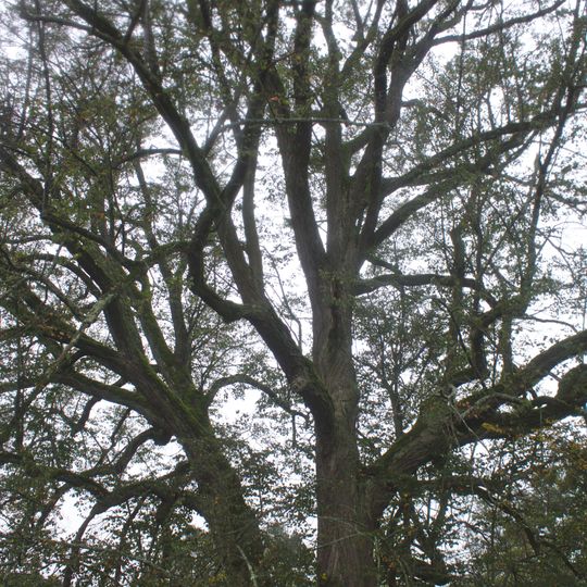 Chodovská lípa u Hamerského potoka