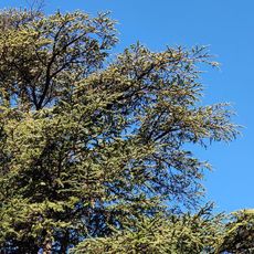Baum