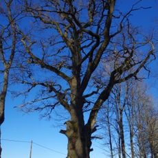 Ohekatku Oak