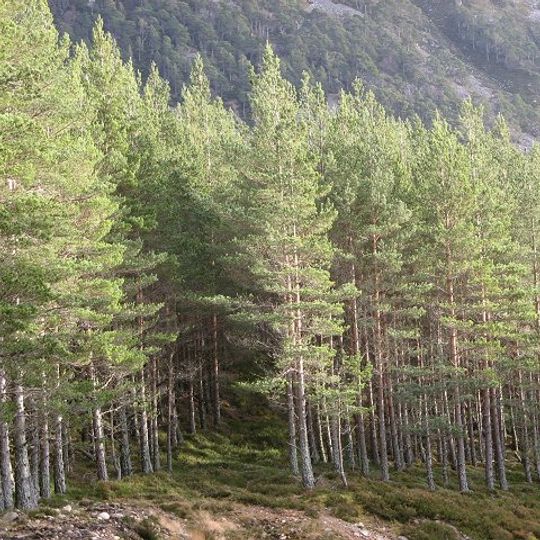 Invereshie and Inshriach National Nature Reserve