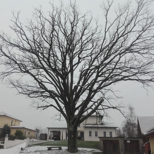 Naturdenkmal Stiel-Eiche Dorfstraße, in 90-Grad-Kurve nach Osten in Melchow