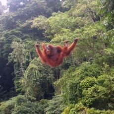 Gunung Leuser National Park