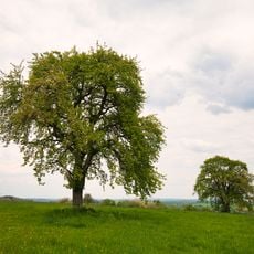 1 Birnbaum Hohen Hölzlein
