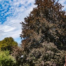 Buk lesní - červenolistý