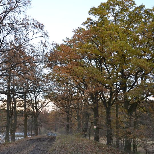 Památné duby u Dobevského rybníka