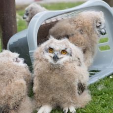 Screech Owl Sanctuary