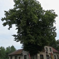 Obecní lípa