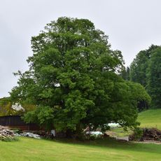 Rebensteiner Hauslinde in Garsten
