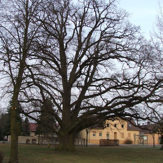 Naturdenkmal Stieleiche an der Kirche Langennaundorf