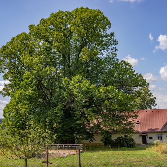Lípa velkolistá v Kameničkách