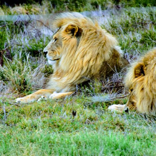 Drakenstein Lion Park