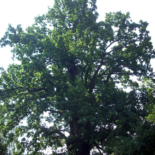 Dub letní u Henčova