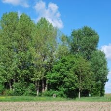 Baumgruppe "Ehem. Vöhinger Kirchle"