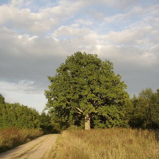 Tsar Oak in Tadulina