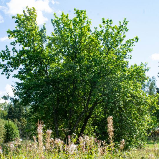 Остатки парка