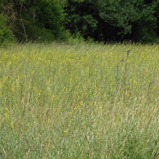 Major Farm Meadow