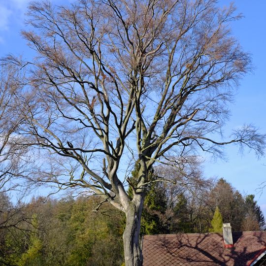 Buk lesní Františky