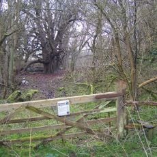 Quarry Wood, Kent