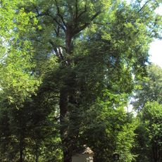 Lípa u železničního přejezdu ke hřbitovu v Doksech