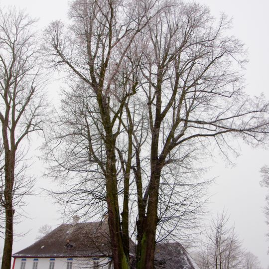 Martinské lípy v Jindřichovicích