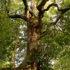 Užavas Elku liepa un Elku strauts - kulta vieta