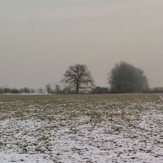 Dub u Wolfova splávku