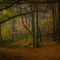 Naturschutzgebiet Weihersberg bei Kiedrich