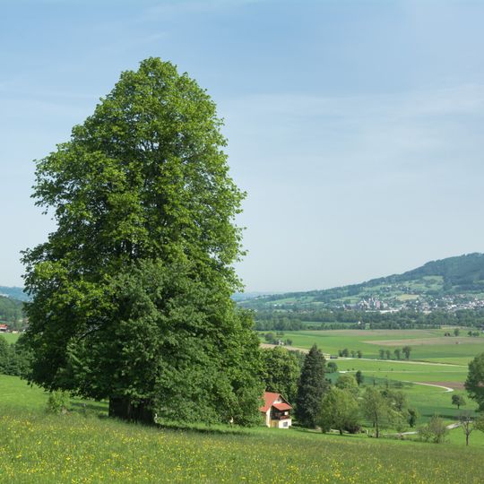 Linde in Micheldorf