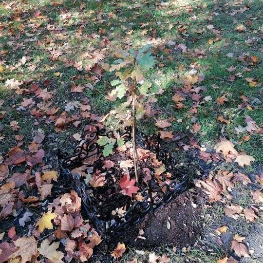 Dąb Papieski z 2022 roku w Katowicach Panewnikach
