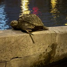 Turtle de Seine