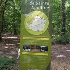 Forêt de Sainte-Apolline