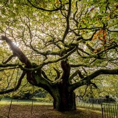 Allerton Oak