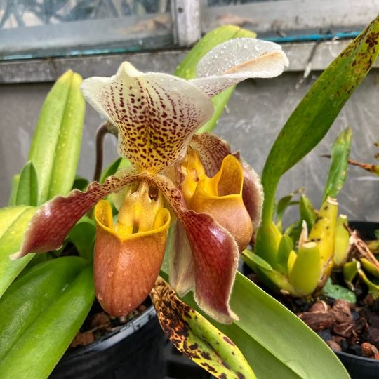 University of Illinois Conservatory and Plant Collection