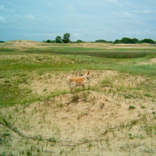 Tschernyschkowski rajon