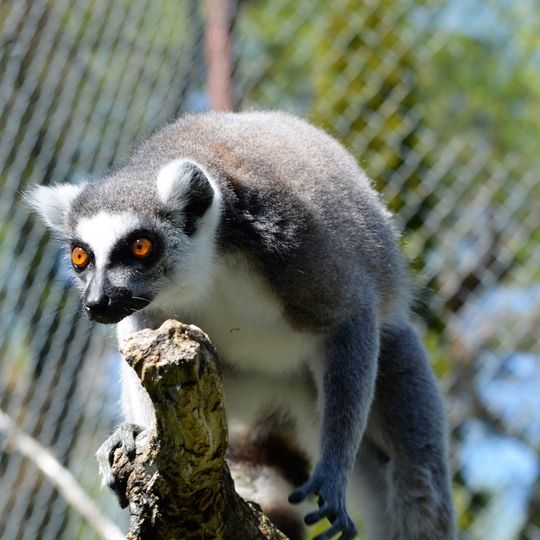 Zootah at Willow Park