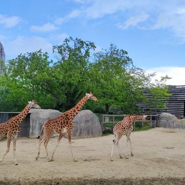 Co robić w Paryżu z rodziną: parki rozrywki, muzea edukacyjne i zajęcia dla dzieci