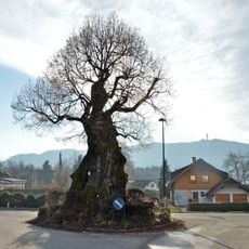 Napoleonlinde Pritschitz