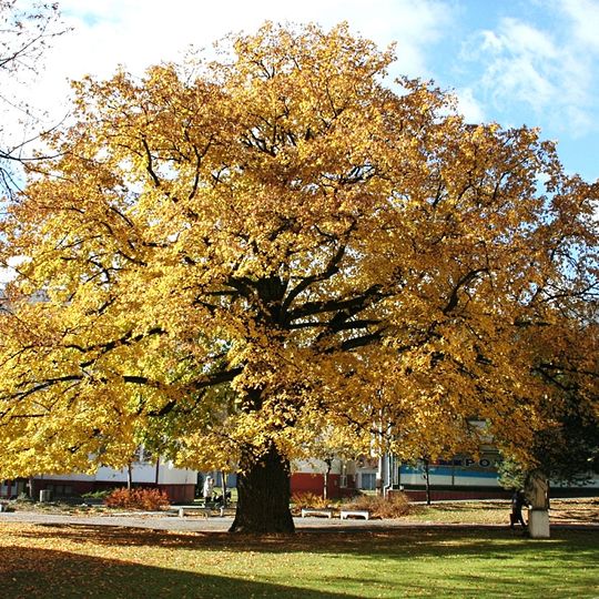 Winterlinde in Lipany