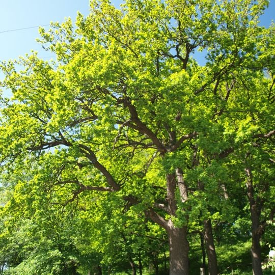 Дуб Шевченка в Полтаві