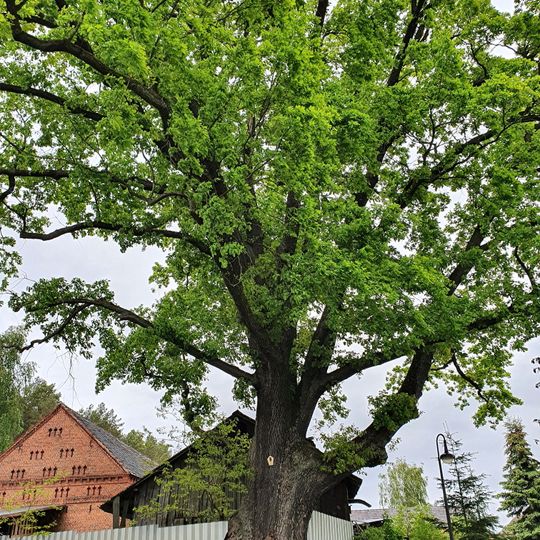 Eiche an der ehemaligen Wassermühle Oelsen