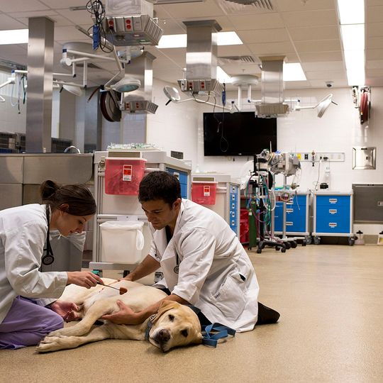 Ross University School of Veterinary Medicine
