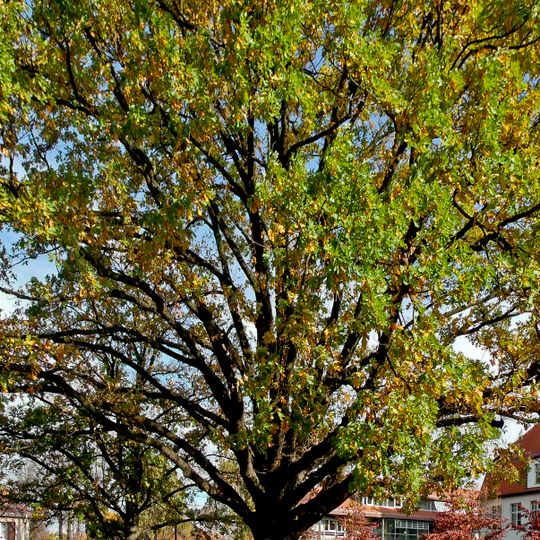 Naturdenkmal [[Eichen