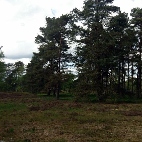 Hügelgräberheide bei Langeloh