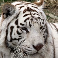 Gunma Safari Park