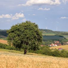 1 Birnbaum im Gewann „Höheäcker“