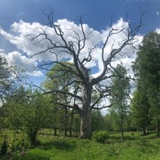 En solitärek, Spånghultseken