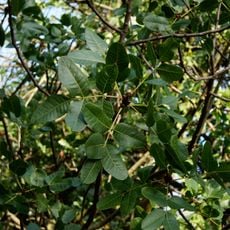 Cactuseraie d'Escaïre-Figue